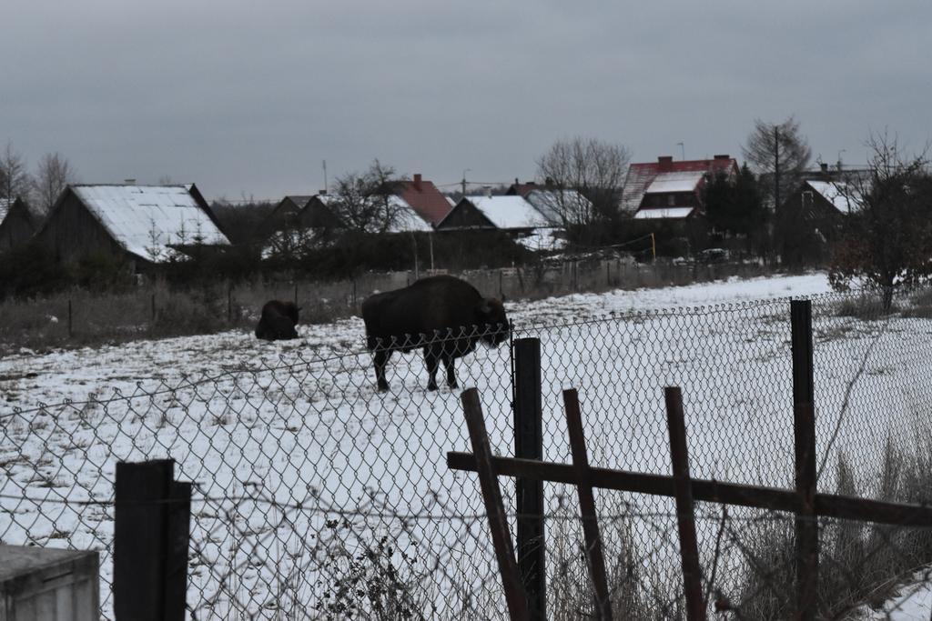 Domek Jaskolka Białowieża Extérieur photo