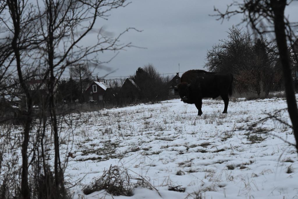 Domek Jaskolka Białowieża Extérieur photo