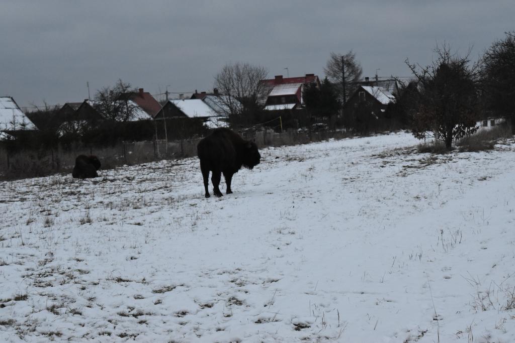 Domek Jaskolka Białowieża Extérieur photo